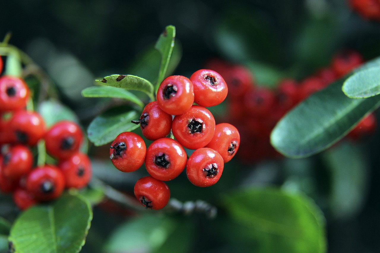 为达成温室 为达成温室